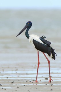 Black-necked Stork (Ephippiorhynchus asiaticus) female, Queensland, Australia