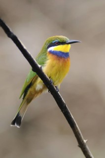 Blue-breasted Bee-eater (Merops variegatus), Uganda