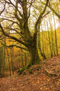 Beautiful green oak in the Artikutza forest in San Sebastián in autumn, Guipuzcoa, Basque Country.