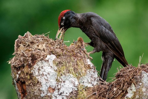 Black woodpecker (Dryocopus martius), male on forest, Castile and Leon, Spain