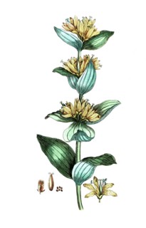 Gentiana lutea, Great yellow gentian, digital reproduction of a historical original, between 1790
