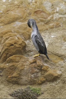 Spotted Shag (Phalacrocorax punctatus), New Zealand