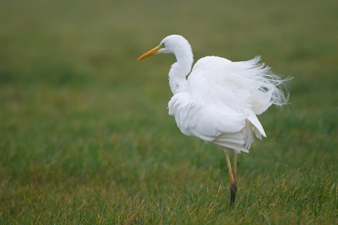 Great Egret (Ardea alba), Netherlands