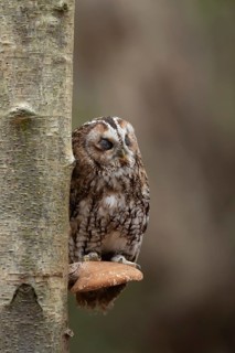 Tawny owl (Strix aluco) adult bird sleeping on a Bracket fungi on a Silver birch tree in a woodland