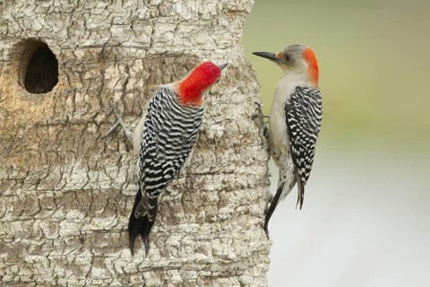 Red-bellied Woodpecker (Melanerpes carolinus) pair at nest cavity, Florida, USA