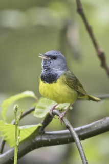 Mourning Warbler (Geothlypis philadelphia) male singing, Manitoba, Canada