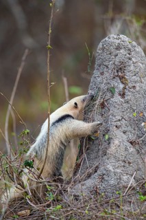 Southern tamandua (Tamandua tetradactyla) Pantanal Brazil
