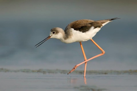 Black-winged Stilt (Himantopus himantopus) foraging, Phetchaburi, Thailand