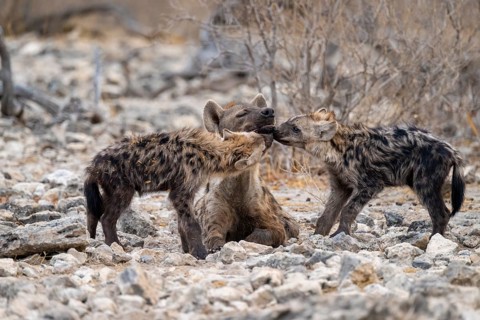 Spotted hyena or spotted hyena (Crocuta crocuta) with two young animals, Etosha National Park,