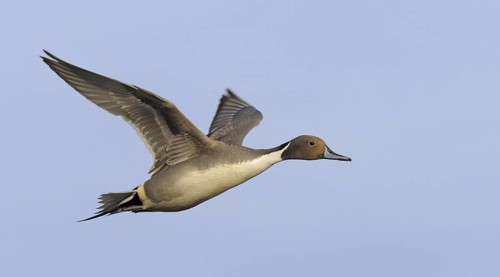 Northern Pintail (Anas acuta) male flying, British Columbia, Canada