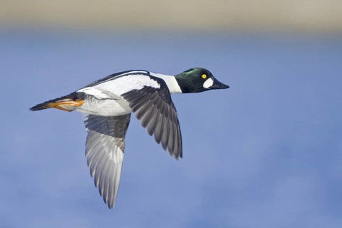 Common Goldeneye (Bucephala clangula) male flying, British Columbia, Canada