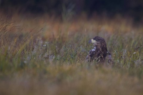 White-tailed Eagle (Haliaeetus albicilla) juvenile, Poland