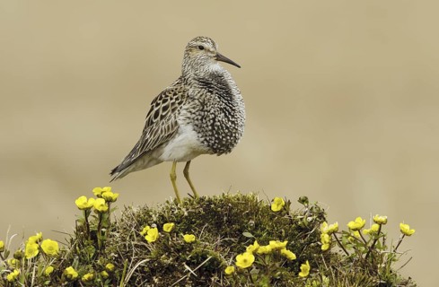 Pectoral Sandpiper (Calidris melanotos), Texas, USA
