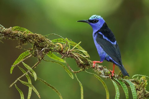 Red-legged Honeycreeper (Cyanerpes cyaneus) perched on a branch in Costa Rica