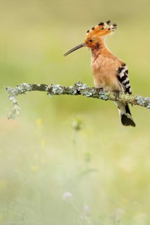 Eurasian Hoopoe (Upupa epops) male perched on a branch, Castile, Spain
