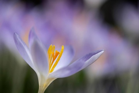 Elfin crocus (Crocus tommasinianus), Emsland, Lower Saxony, Germany