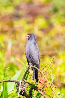Snail Buzzard (Rostramus sociabilis) Pantanal Brazil