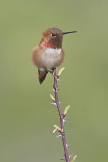 Rufous Hummingbird (Selasphorus rufus), British Columbia, Canada