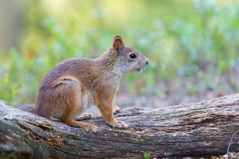 Squirrels, animals, mammals, squirrels, (Sciurus vulgaris vulgaris), Lentiira, Lentiira Kuhmo,