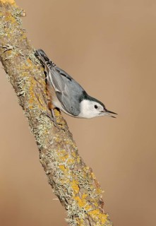 White-breasted Nuthatch (Sitta carolinensis) climbs down a branch, California, USA