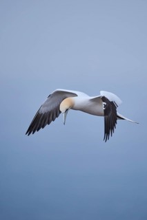 Northern gannet (Morus bassanus) flying over the sea, wildlife, Heligoland, Germany