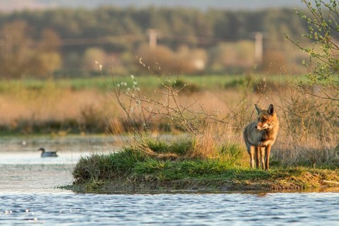 Red Fox (Vulpes vulpes), on marsh shore, Galicia, Spain