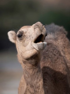 Dromedary (Camelus dromedarius), camel, portrait, Oman