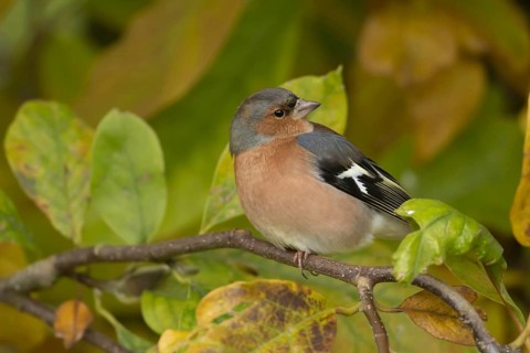 Eurasian chaffinch (Fringilla coelebs) adult male garden bird in a Magnolia tree with autumn colour