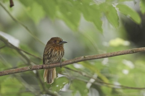 White-whiskered Puffbird (Malacoptila panamensis), Costa Rica