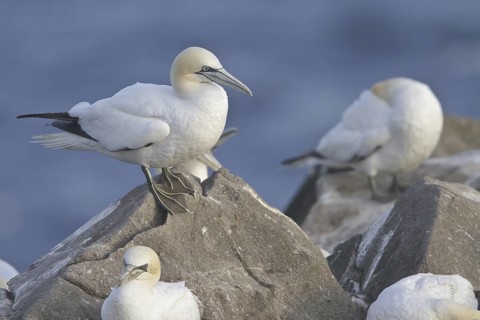 Northern Gannet (Morus bassanus), Newfoundland, Canada