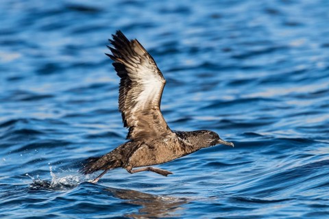 Sooty Shearwater (Ardenna grisea) flying, Eilat, Israel