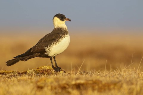 Pomarine Jaeger (Stercorarius pomarinus) on the tundra in Northern Alaska