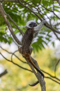 One cotton-top tamarin (Saguinus oedipus)is sitting in a tree. A forest with green leaves in the