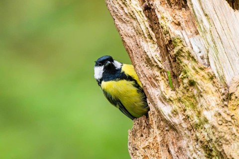 Great tit (Parus major) sitting on an old wrotten tree trunk at a swamp, Bavaria, Germany