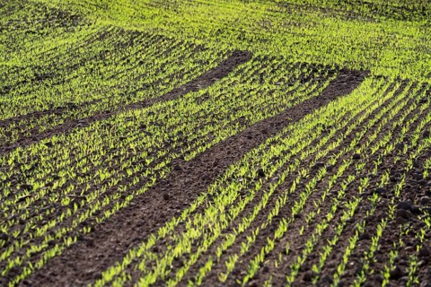 Cool-season cereals in autumn, Oberweser, Weser Uplands, Weserbergland, Hesse, Germany
