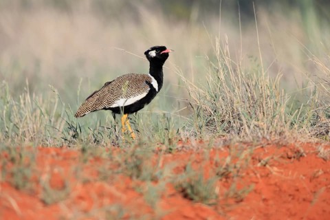 White-winged Bustard (Afrotis afraoides), adult, male, vigilant, foraging, Mokala National Park,