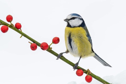 Blue tit (Cyanistes caeruleus) in the snow, Vechta, Lower Saxony, Germany