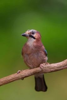 Jay, European Jay, Jay, eurasian jay (Garrulus glandarius), Geai des chênes, Arrendajo Común,