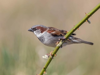 House Sparrow (Passer domesticus) male, United Kingdom