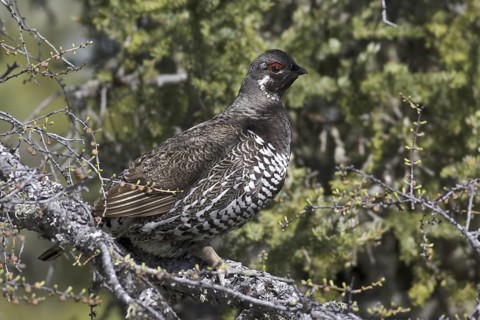 Spruce Grouse (Falcipennis canadensis) male, Manitoba, Canada