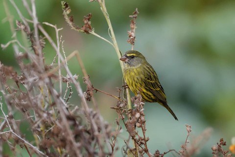 Black-chinned Seedeater (Crithagra scotops), Forest Seedeater, adult, male, foraging, on wait,