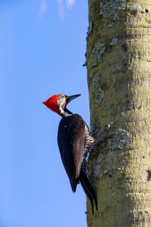 Lineated woodpecker (Dryocopus lineatus) Pantanal Brazil