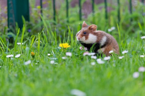 Field hamster, (Cricetus cricetus), animals, mammals, hamster, rodent, subfamily of hamsters,