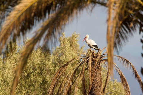 White Stork (Ciconia ciconia), Morocco