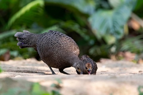 Grey Peacock-Pheasant (Polyplectron bicalcaratum) female foraging with chick, Yunnan, China