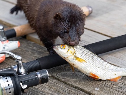 A mink steals a rudd