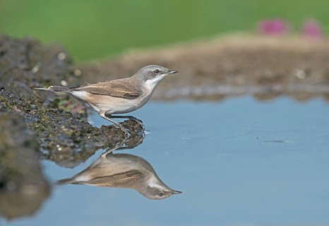 Lesser Whitethroat (Sylvia curruca) at waterhole, Aosta Valley, Italy