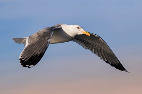 Baraba Gull (Larus fuscus barabensis) flying, Eilat, Israel