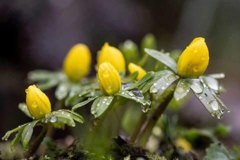 Winter aconites (Erantnis hyemalis), Emsland, Lower Saxony, Germany