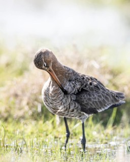 Black-tailed godwit (Limosa limosa), Lower Saxony, Germany
